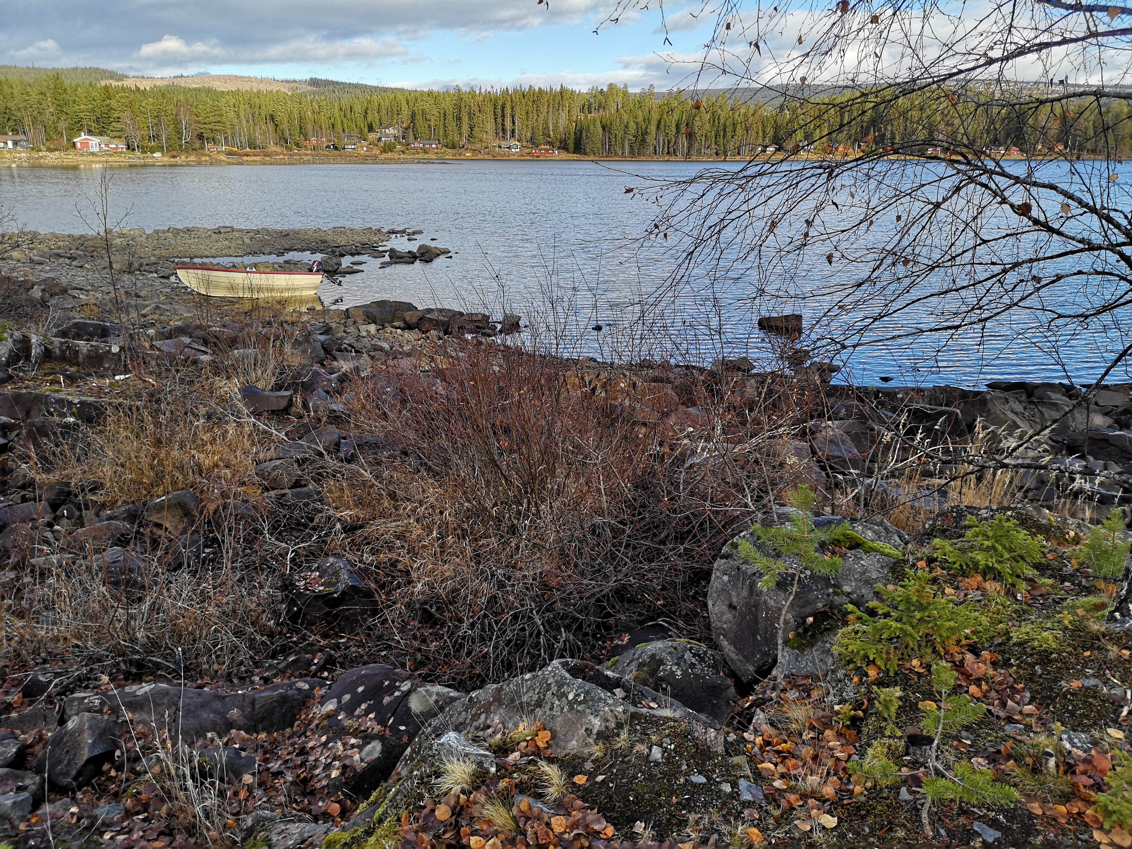 Buskas fra veien inn mot Skihytta
